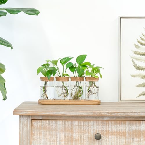 Dahey Macrame Plant Hanger Indoor and 4 Pcs Plant Propagation Stations for Indoor Plants Centerpiece Tabletop Home Office Garden Decor - Image 6