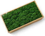 Preserved Reindeer Moss, 17.64oz -Dark Green by Cigarlemon