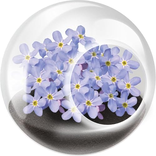 Unique Gardener Tiny Terrarium Plant Seeds 6 Variety Pack, DIY Indoor Succulents and Live Plants for Home or Garden Planting, Assorted Flowering Pack - Image 2