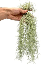 ragnaroc Tillandsia Usneoides ‘Thick-Colombian Spanish Moss’ - ragnaroc Indoor Tropical Plant 16” / 6 oz - Live Arrival Guaranteed - Live Air Plant & House Plants for Home Decor & Gift - Image 2