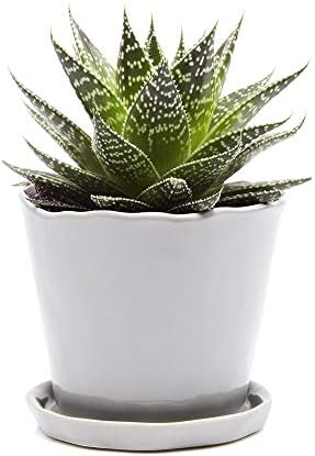 CHIVE ‘Tika’ Big Succulent Pot — 5” Cute Planter Pots for Indoor Plants — Beautiful Modern Decor for Home & Kitchen — Grey by Chive