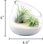 5 Inch Thick Slanted Glass Bowl Terrarium DIY Kit with Beach Sand and 3 Live Tillandsia Ionantha Air Plants - Indoor House Plants for Home and Office Decor - Image 4
