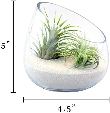 5 Inch Thick Slanted Glass Bowl Terrarium DIY Kit with Beach Sand and 3 Live Tillandsia Ionantha Air Plants - Indoor House Plants for Home and Office Decor - Image 4