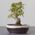 Wazakura Shigaraki Series Handmade Stripe Glazed Ceramic Bonsai Pot - Image 3