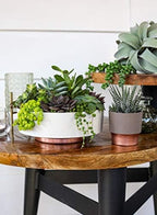 The HC Companies 8 Inch Round Plastic Succulent Capri Bowl Decorative Indoor Flower Succulent Planter Pot with Drain Plug Hole, Faux Concrete Color (Pack of 20) - Image 3