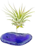 Purple Agate Geode Crystal Air Plant Holder Includes Healthy Air Plant and Rock n Air Gift Box Thoughtful Plant and Crystal Gift for Someone who has Everything by Unknown