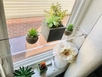 DistinctAndUnique Floating Window Shelf 30", 1 Pack – Crystal Clear Acrylic Floating Shelves for Plants Indoor, Succulent and Trinkets, Acrylic Shelf Display, Window Plant Shelves for Indoor Garden - Image 5