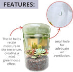 LaLaGreen Indoor Planter (6x9 Inch) Small Glass Terrarium Jar with Lid for Succulent Plants, Reptile Cactus Mini Fern Fairy Moss Tabletop Decoration Container Pot Kitchen Office Home Garden Decor - Image 4