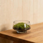 Wide Opening Glass Terrarium Jar and Indoor Plants Fern - Image 5