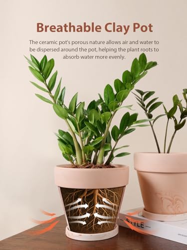 INGOFIN 8 Inch Terracotta & Clay Pots for Plants with Saucers, 2 Pack - Image 4