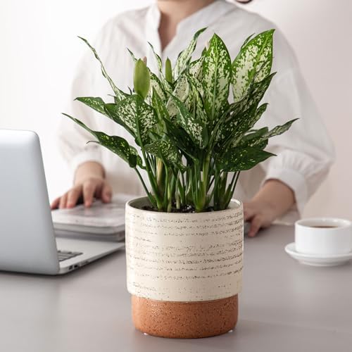 6 Inch Ceramic Self Watering Planter with Drainage Hole, Brush - Image 6