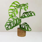 Premium Monstera Esqueleto Soil Mix - Trusted by Experts for Strong and Healthy Plants by Gardenera - 20 Quart (4 Bags of 5 Quart) - Image 5