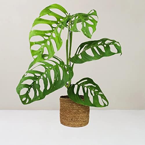Premium Monstera Esqueleto Soil Mix - Trusted by Experts for Strong and Healthy Plants by Gardenera - 20 Quart (4 Bags of 5 Quart) - Image 5