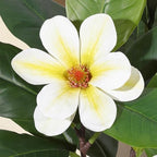 5FT Artificial Fiddle Leaf Fig & Magnolia Tree with White Blooms, White - Image 5