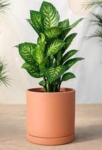 D'vine Dev 2-Pack Terracotta Plant Pots with Saucers, 10 Inch, 40-X-B-5 - Image 6