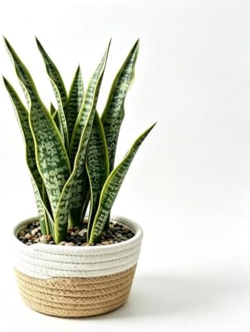15"Artificial Snake Plant in Handwoven Rattan Planter Sansevieria Faux Indoor Branches with Lush Realistic Green Leaves Fake Potted Plants for Desk Living Room Office, Bedroom Home and Indoor Decor by Ewtogift