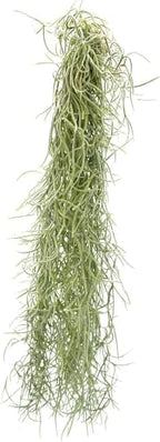 ragnaroc Tillandsia Usneoides ‘Thick-Colombian Spanish Moss’ - ragnaroc Indoor Tropical Plant 16” / 6 oz - Live Arrival Guaranteed - Live Air Plant & House Plants for Home Decor & Gift - Image 3