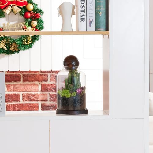 Yangbaga Tall Glass Terrarium Jar: House for Succulent Plant/Moss/Fish - Image 5