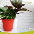 Headwind Traverse Planters – 14" 2 Pack Plastic Plant Pot in Brick Red - Indoor & Outdoor Pots for Plants with Drainage - Decorative Plant Pot, Flower Pots Outdoor for Garden by Robert Allen - Image 3