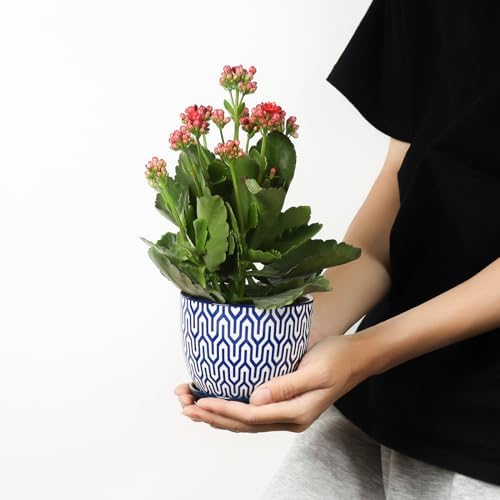 Selamica Ceramic Plant Pots, 4.6 Inch Flower Pots for Indoor Plants, Succulent Pots with Drainage Hole & Saucer, Succulent Planters for Succulent Cactus, Home Decor, Set of 4, Vintage Blue - Image 2