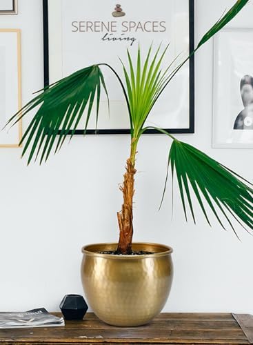 Serene Spaces Living Gold Brass Look Vintage Aluminum Vase - Perfect Decorative Accent for Plants, Weddings, and Events, Metallic Pot for Home, Medium, Measures 9" Diameter and 7" Tall - Image 4