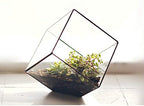 WGV Geometric Planter Terrarium, Width 11.5" Height 12" Clear Glass Black Frame DIY Succulent air Plant Miniature Fairy Garden Windowsill Tabletop Decor, Tilted Cube 1 Piece - Image 6