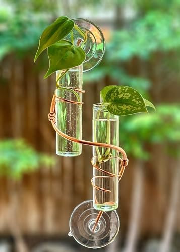 2 Willow Window Plant Propagator- Window Propagation Station | Removable Glass Test Tubes for Indoor Clippings, Cut Flowers, Herbs, Succulents | Home Decor | (2 Willow) - Image 2