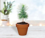 BUZZY Seeds Holiday Sweater Grow Kit 12-Pack, Terracotta Pots, Assorted - Image 2