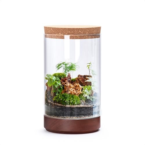 Clear Glass Houseplant Terrarium Planter, 6" W x 10" H, Cylindrical Terrarium with Wooden Base & Cork Lid | Versatile Tabletop Decoration for Home or Office or Hydroponics (Plant Not Included), 41-A-M by Phoenix+Vine