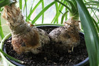 Gardenera Nolina Potting Mix - Unlock Robust Growth and Striking Structure with Our High-Performance Formula - 20 Quart - Image 3