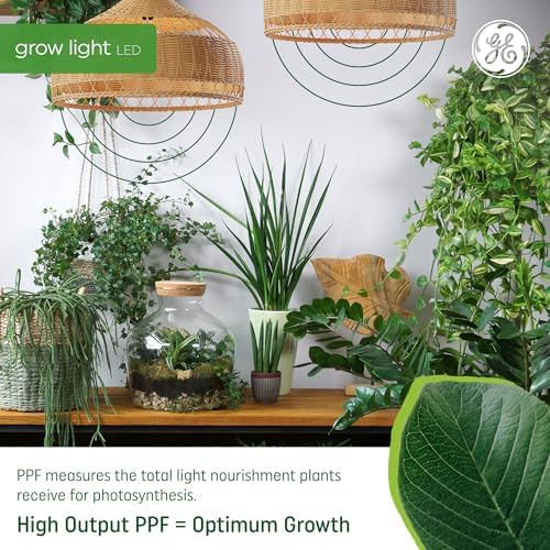 GE Grow Lights for Indoor Plants, BR30 Indoor Floodlight, LED Light Bulbs for Seeds and Greens with Balanced Spectrum, 25,000 Hours Lifespan, 16 PPF, 4 Pack (Packaging May Vary) - Image 3