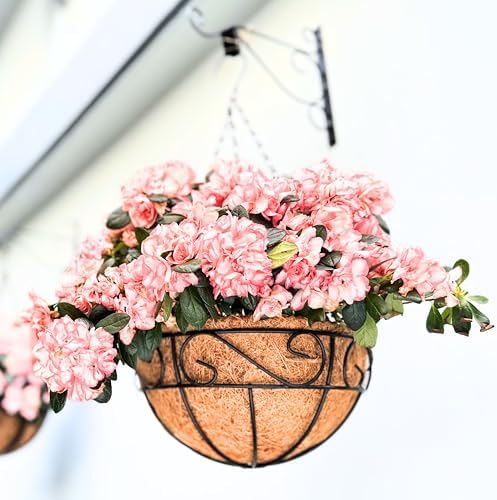 LaLaGreen Porch Hanging Planter (16 in, 6 Pack) Black Metal Garden Pots by L%C3%A1L%C3%A1Green