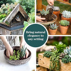 Shop Succulents Verde Succulent Plant Pack Bulk Collection - Live Mini Succulent Plants, Low Maintenance, Mix of Green Succulents & Textures - Wedding and Party Favors, Gift & Garden, Pack of 100 - Image 6
