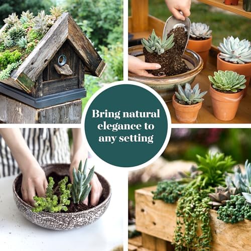 Shop Succulents Verde Succulent Plant Pack Bulk Collection - Live Mini Succulent Plants, Low Maintenance, Mix of Green Succulents & Textures - Wedding and Party Favors, Gift & Garden, Pack of 32 - Image 6