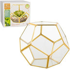 D'Eco Glass Gold Sphere Plant Terrarium and Centerpiece (Dims:8.2x8.2x8.2) - Image 2