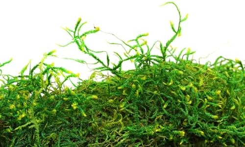 SuperMoss (25325) Forest Moss Preserved, Fresh Green, 3 Pounds - Image 3