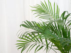 GARDENERA Palm Tree Potting Mix - The Ultimate Soil for Strong and Healthy Palms - Top Choice for Palm Tree Growers [4 Quart Bag] - Image 6