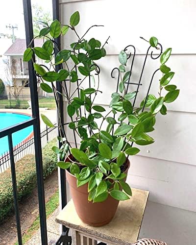 Mklsit 32" Metal Plant Trellis for Climbing Plants Support, 4 Pack - Image 5