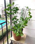 Mklsit 32" Metal Plant Trellis for Climbing Plants Support, 4 Pack - Image 5