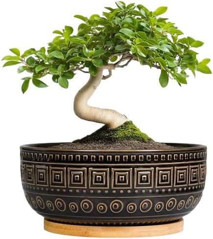 G EPGardening 8 Inch Ceramic Succulent Planter Pots for Indoor Plants Round Shallow Bonsai Planter Pot with Drainage and Bamboo Saucer, Black by GEPGardening