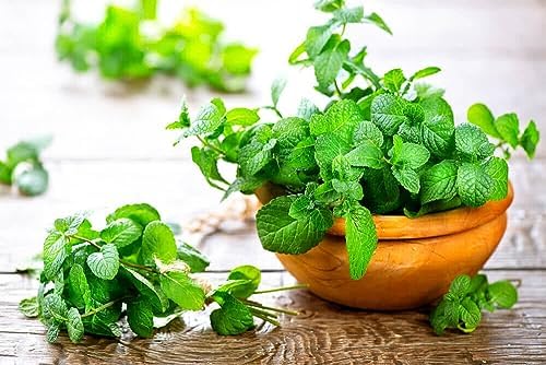 Premium Spearmint Plant Soil Mix by Gardenera - Stimulate Growth and Enhance Aroma with Nourishing Formula - 5 Quart - Image 3