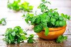 Premium Spearmint Plant Soil Mix by Gardenera - Stimulate Growth and Enhance Aroma with Nourishing Formula - 5 Quart - Image 3