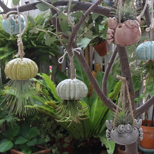6 Ceramic Air Plant Holders & 2 Iron Racks, Hanging Tillandsia Pots - Image 5