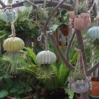 6 Ceramic Air Plant Holders & 2 Iron Racks, Hanging Tillandsia Pots - Image 5