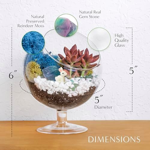 Creations by Nathalie 6 Inch Chalice Terrarium Kit with Live Succulent - Image 4