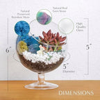 Creations by Nathalie 6 Inch Chalice Terrarium Kit with Live Succulent - Image 4