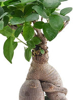 Arcadia Garden Products LV55 Ginseng Ficus Bonsai Live Indoor Plant in Tropico Leaf Ceramic Planter for Home, Work, or Gift, Blue *Cannot Ship to California* - Image 2