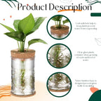 Baderke 24 Packs Plastic Desktop Plant Terrariums Propagation Planter Tabletop Planting Vase with Lid and Cork Plant Coasters for Growing Hydroponic Home Office Table Decoration(Classic Style) - Image 5