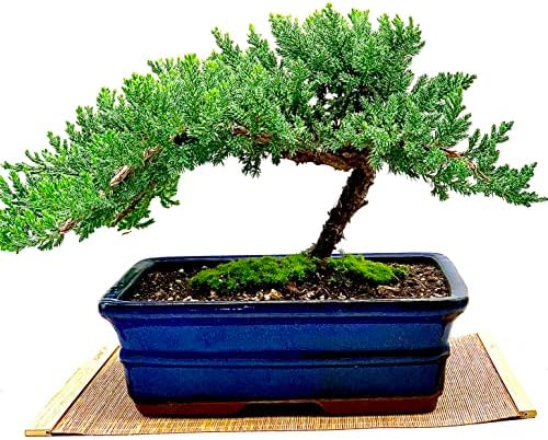 Live Dwarf Juniper Bonsai Tree 12+ Years Old with Bamboo mat| Juniper or Jade Bonsai Tree | Indoor/Outdoor | 100% Handcrafted| Home and Office Décor | Best Gift for Holiday (style3) - Image 2
