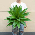 Ttranewsoo Artificial Agave Plants,Large UV Resistant Fake Agave Planters for Indoor and Outdoor Decorating Artificial Plants for Outdoors Fake Plants 1Pack, 28" by Ttranewsoo